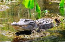 Miami Combo Tour (Everglades Tour + Boat Tour)