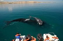 Peninsula Valdes Private Tour