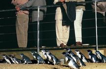 Phillip Island Penguin and wildlife Tour