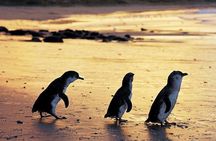 Phillip Island Penguin and wildlife Tour