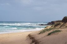 Phillip Island Penguin and wildlife Tour