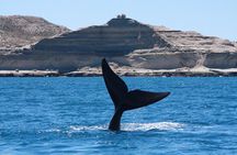 Peninsula Valdes & Estancia San Lorenzo Full Day Tour