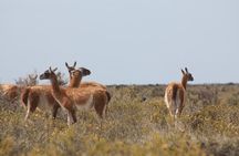 Peninsula Valdes & Estancia San Lorenzo Full Day Tour