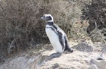 Peninsula Valdes & Estancia San Lorenzo Full Day Tour