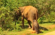12 Day Explore Sri Lanka