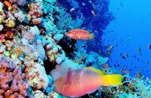 Special Snorkeling Day Trip to the Red Sea in Safaga from Luxor