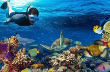 Special Snorkeling Day Trip to the Red Sea in Safaga from Luxor