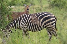 1-Day Akagera National Park