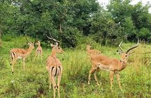 1-Day Akagera National Park