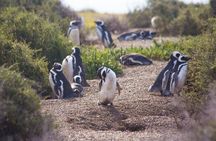 Punta Tombo Tour, the Penguin Experience