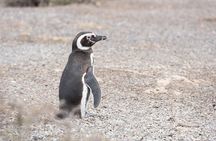 Punta Tombo Tour, the Penguin Experience