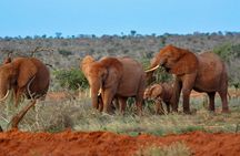 2 Days (1 night); Tsavo East & Saltlick Safari: 
