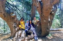 Beirut to Qadisha Valley, Bcharri & Cedar: Daily Tours with Lunch