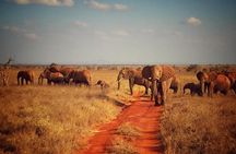 1 Day Tsavo East Safari: