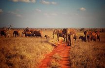 2 Days (1 night); Tsavo East & Saltlick Safari: 