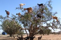 Tree-climbing Goats in Agadir