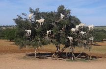 Tree-climbing Goats in Agadir