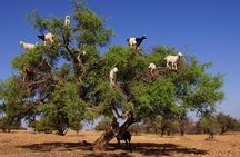 Tree-climbing Goats in Agadir