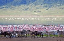 2-Day Flamingo Tour to Lakes Bogoria and Nakuru from Nairobi