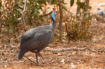 3 Days (2 nights); Tsavo East & West Safari: