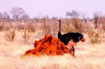 3 Days (2 nights); Tsavo East & West Safari: