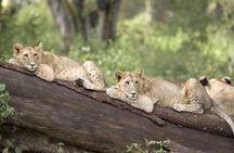 Haller Park Half-Day Tour from Mombasa