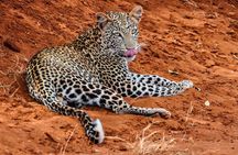 1 Day Tsavo East Safari: