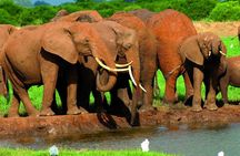 1 Day Tsavo East Safari: