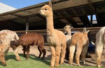 Private Full-Day Inca Adventure: Alpacas, Petroglyphs and Wine