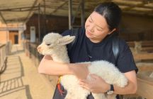 Private Full-Day Inca Adventure: Alpacas, Petroglyphs and Wine