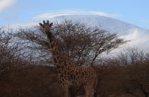 2 Days Amboseli Safari 