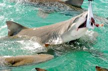 Shark and Wildlife Viewing Adventure in Key West