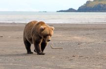 Alaska Bear-Viewing Day Trip from Homer