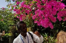 The Grand Tour of St. Kitts