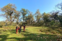 2 Hours Nature Walk in Chitwan National Park
