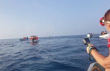 Dolphin Tour and Jozani Forest