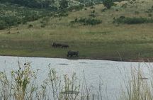 Pilanesberg Safari Day Tour