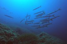Scuba Diving in La Maddalena & Lavezzi Park for certified divers.