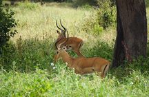 Tarangire National Park