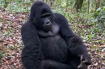 1 Day Gorilla Trekking Uganda