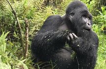 1 Day Gorilla Trekking Uganda
