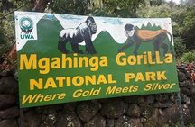 1 Day Gorilla Trekking Uganda