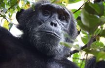 08 days Classic Uganda Primate Tour 