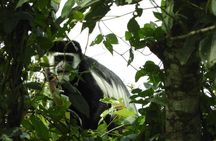 08 days Classic Uganda Primate Tour 