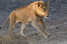 Dinokeng Game Reserve Near Johannesburg South Africa