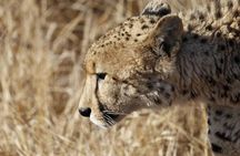 Dinokeng Game Reserve Near Johannesburg South Africa