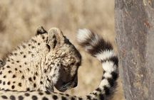 Dinokeng Game Reserve Near Johannesburg South Africa
