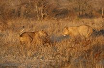Dinokeng Game Reserve Near Johannesburg South Africa