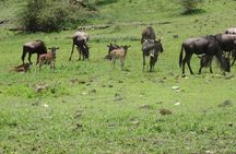 Ngorongoro Crater Day Tour