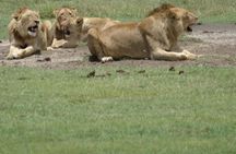 Ngorongoro Crater Day Tour